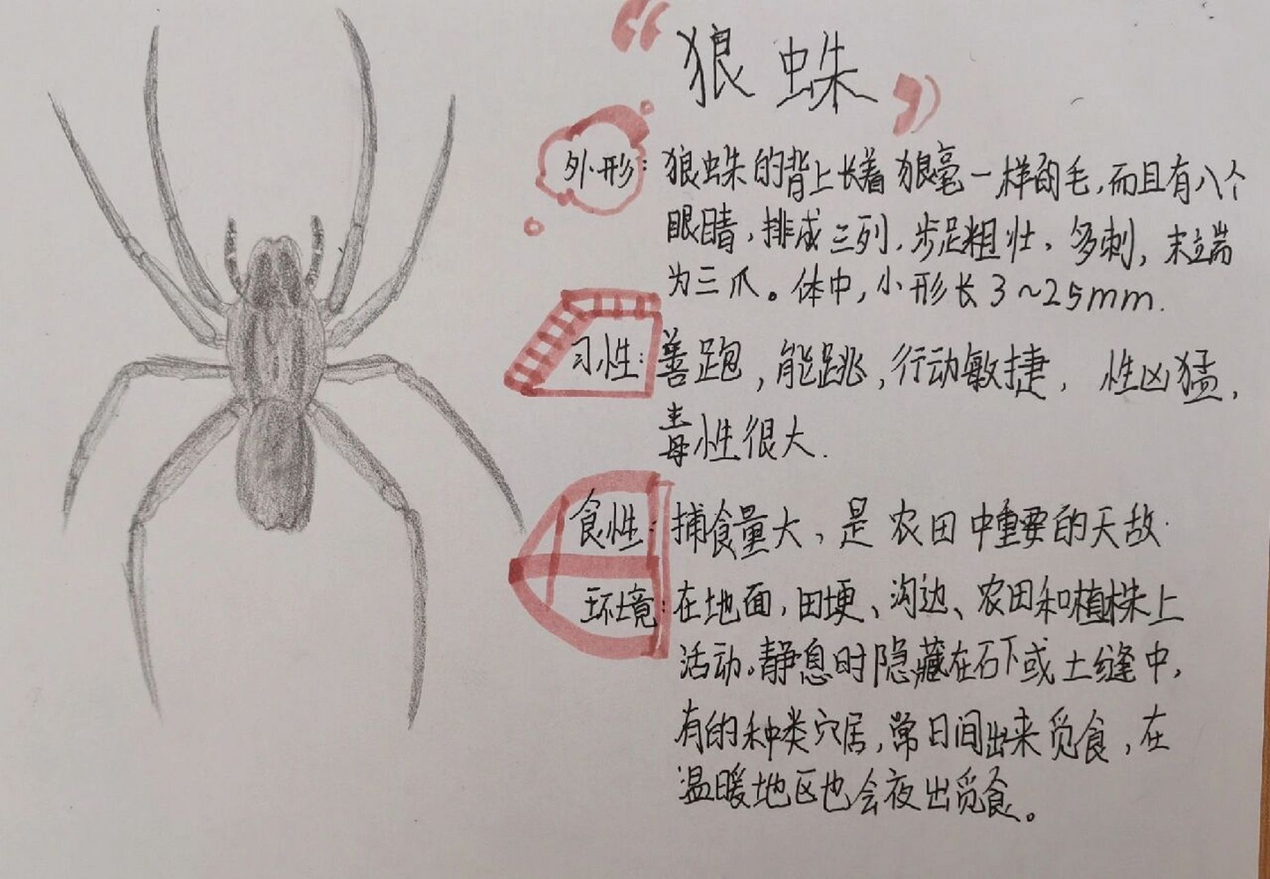 初二昆虫卡片《昆虫记》 假期作业 昆虫卡片:蝉,隧蜂,萤火虫,红蚂蚁