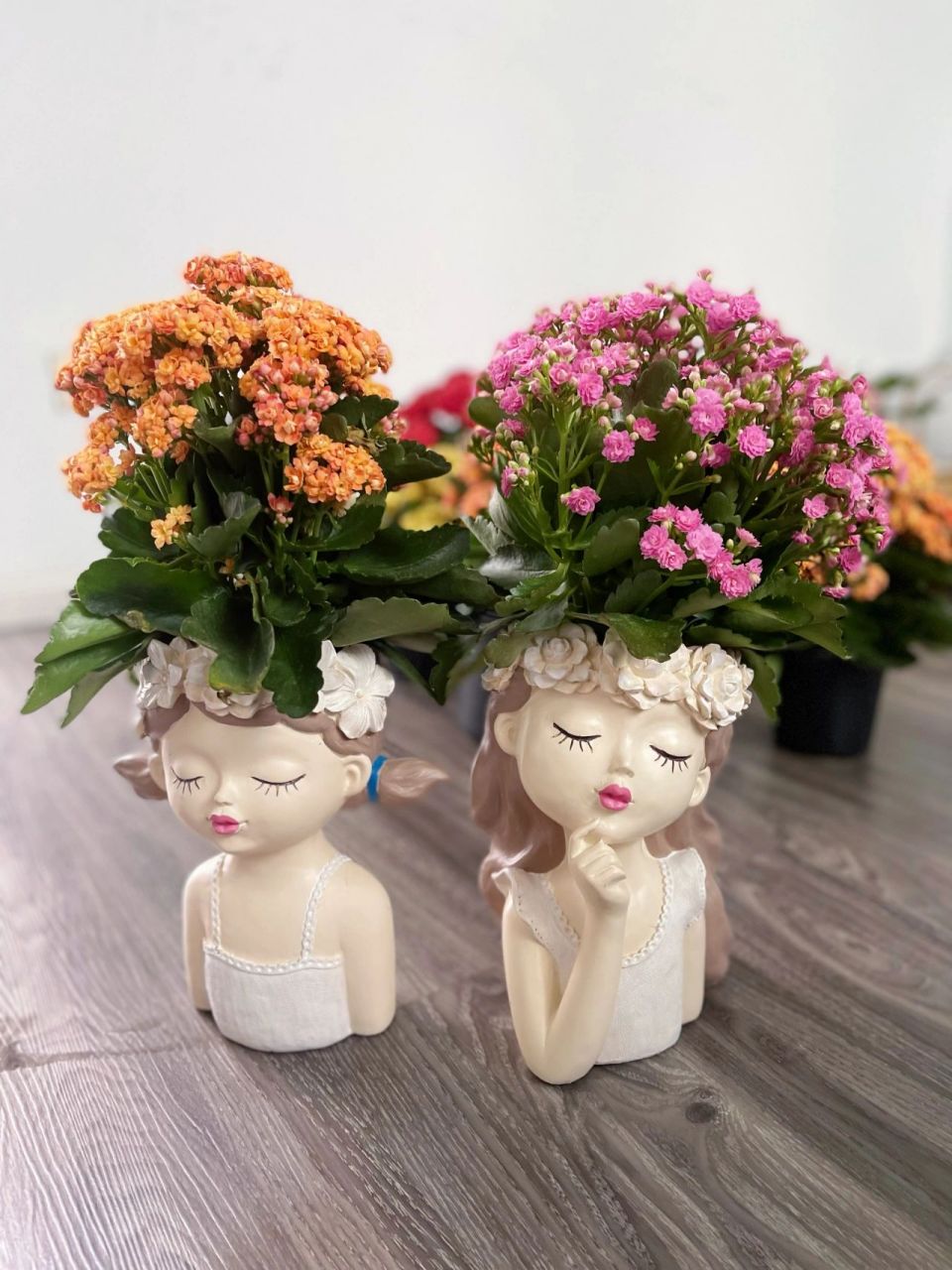 教你长寿花94爆盆秘笈 橙色长寿花   赛欧 渐变色的花朵美到心醉