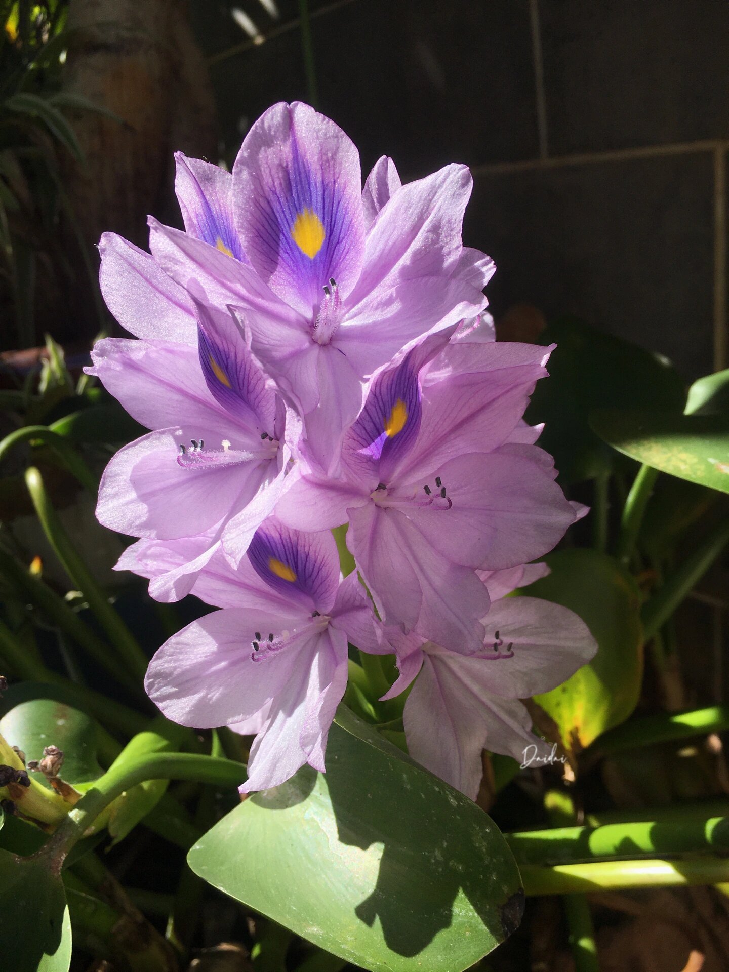 什么!水葫芦开花也太美了叭!