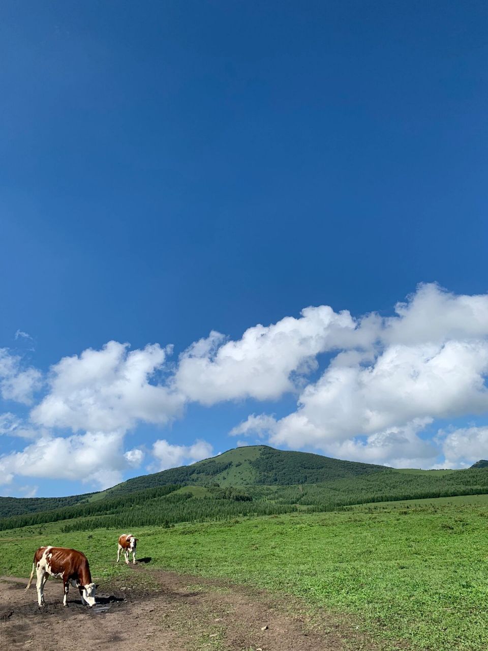 丰宁坝上草原大滩镇 这次的坝上之旅太满意了,我们没有去收费的景区