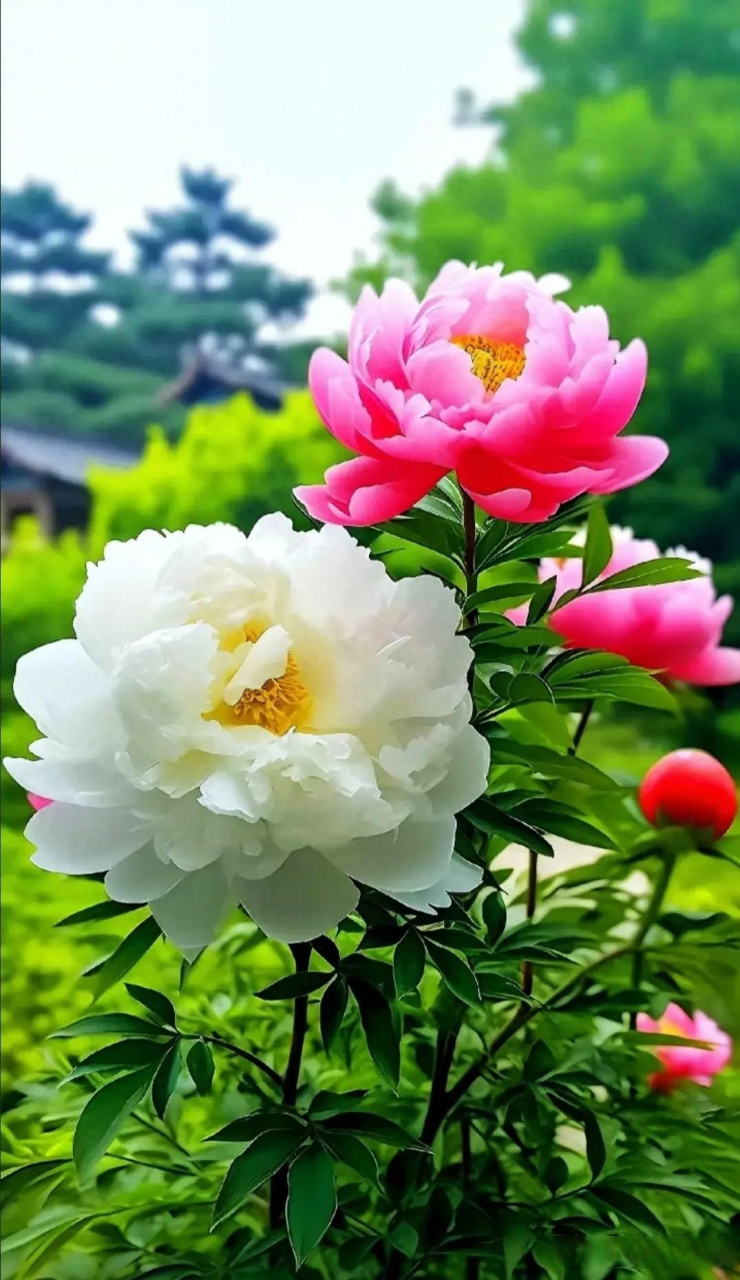 你喜欢牡丹花吗? 中国"四大名花","吉祥之花"有哪些?
