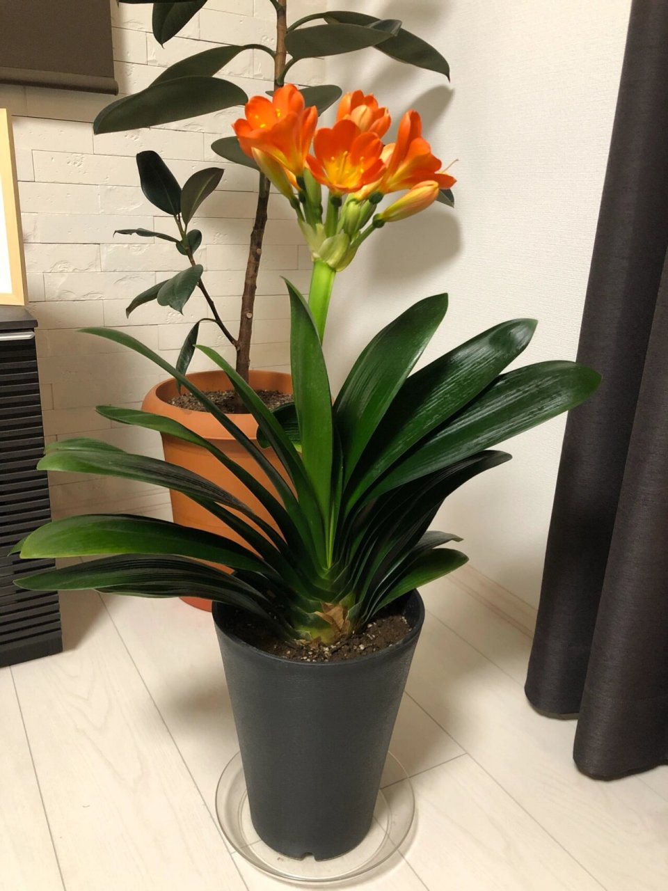 开花了98大家欣赏哦#在日本的生活# #君子兰##君子兰养护