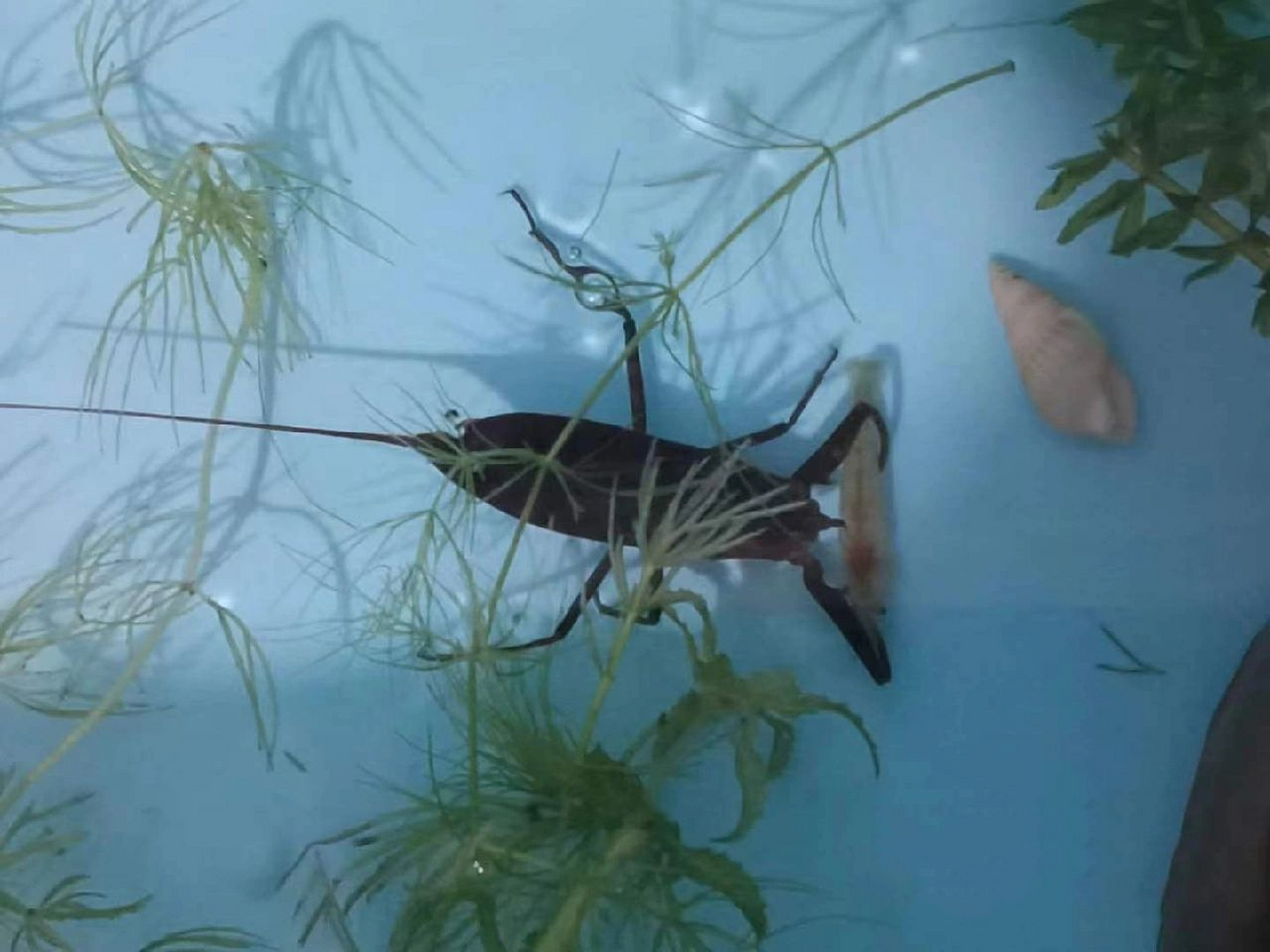 抓到一只水蝎子,还挺好玩儿 水蝎子,学名蝎蝽,是半翅目的一种昆虫.