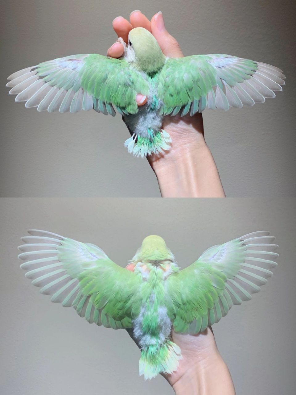 牡丹鹦鹉┃蛮少见的美桂闪&美桂闪派 这样拍照真的好好看!