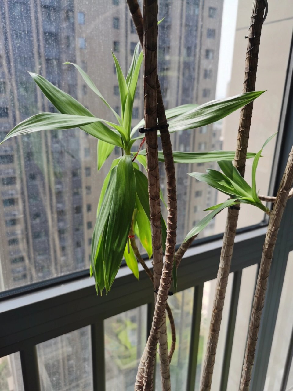 百合竹01 不知道为啥就黄叶,已经摘掉不少黄叶了,还有一支叶子往下
