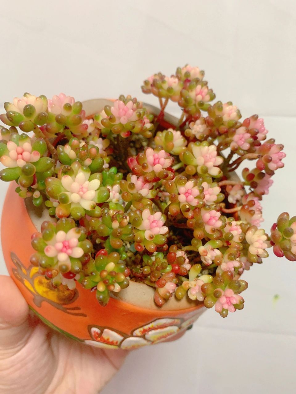 之——05七彩龙珠 这是最开始啥都不懂在直播间看着好看拍的,是个药锦