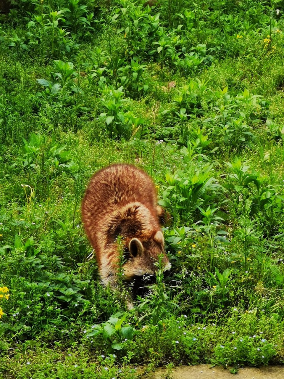 打卡铜陵市动物园 确切说是动物养殖基地,比想象的好很多.