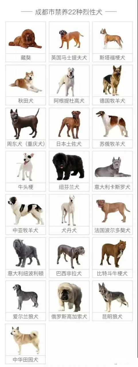 三大无攻击性犬图片