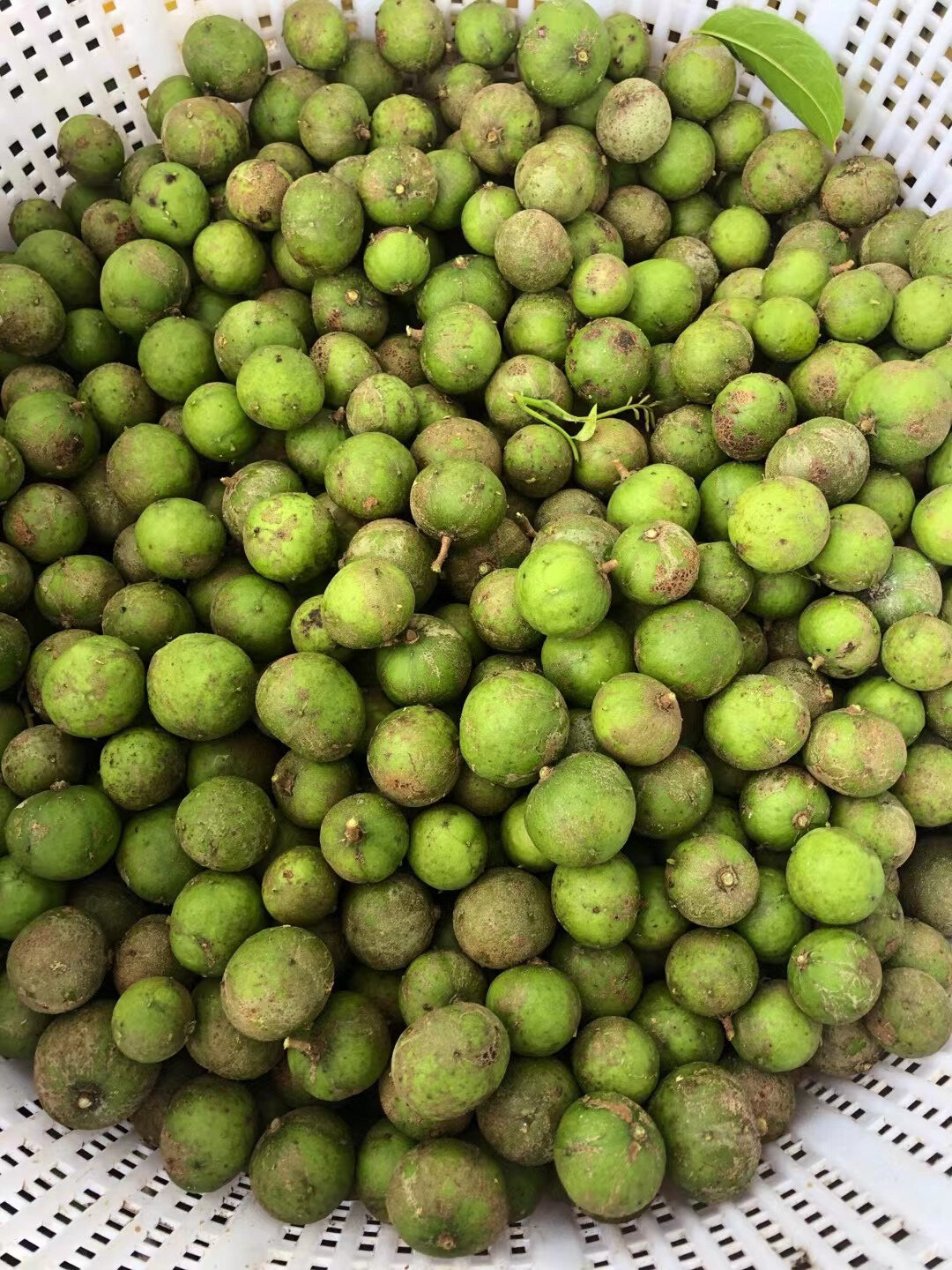 仁面果