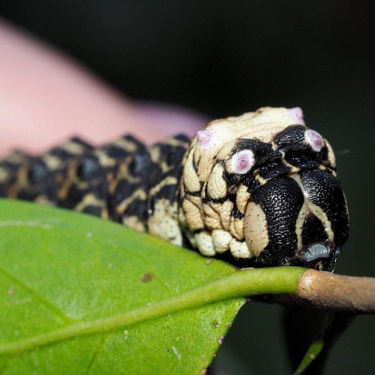 图一是一个经常被问到的鳞翅目幼虫,它们是【箩纹蛾brahmaeidae】 别