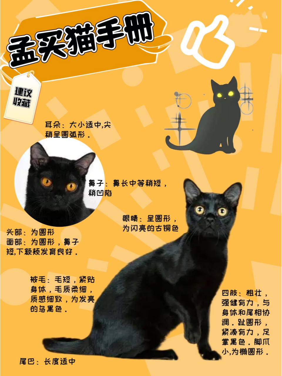 新手养猫|每天认识一种猫|孟买猫喂养手册 孟买猫又称小黑豹.