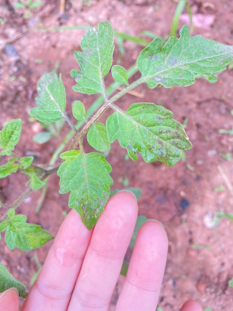 小番茄苗叶子有黑点 是黑霉病了吗0909