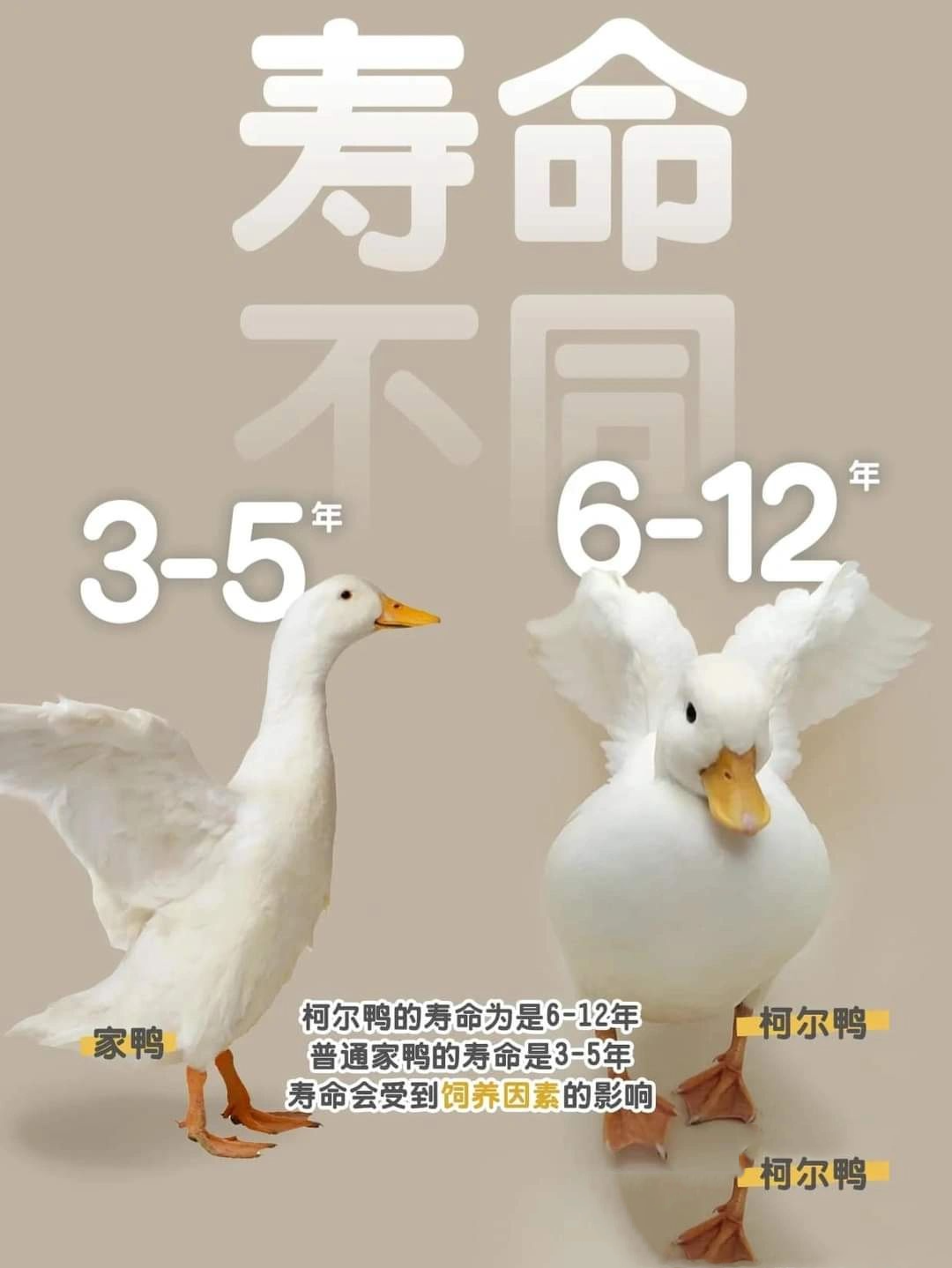 柯尔鸭科普小知识 柯尔鸭 (call duck),寿命一般是4到12年.