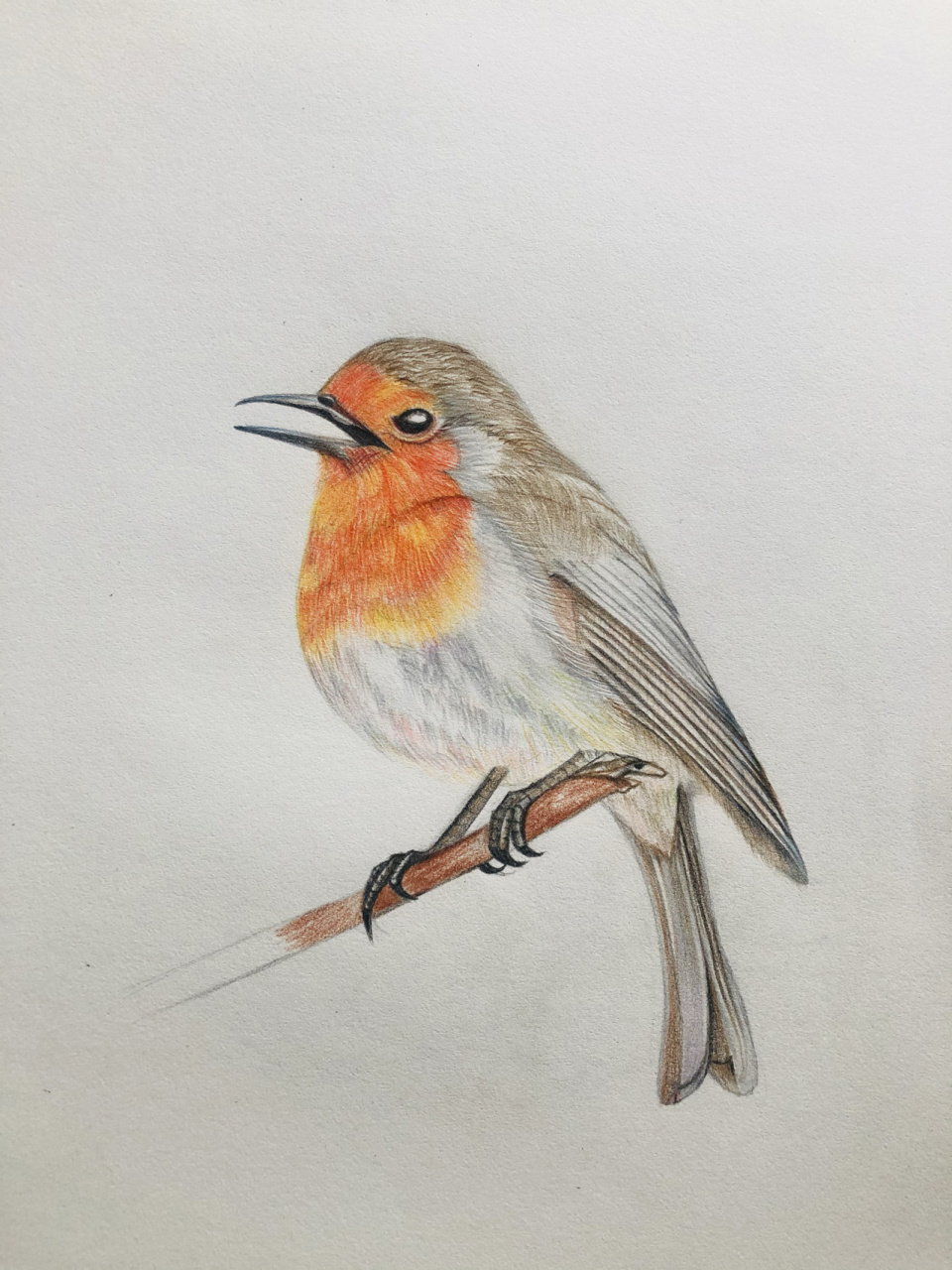 97编号478(原创于北京樱花园),这鸟叫知更鸟; 97纸:浪人文化素描