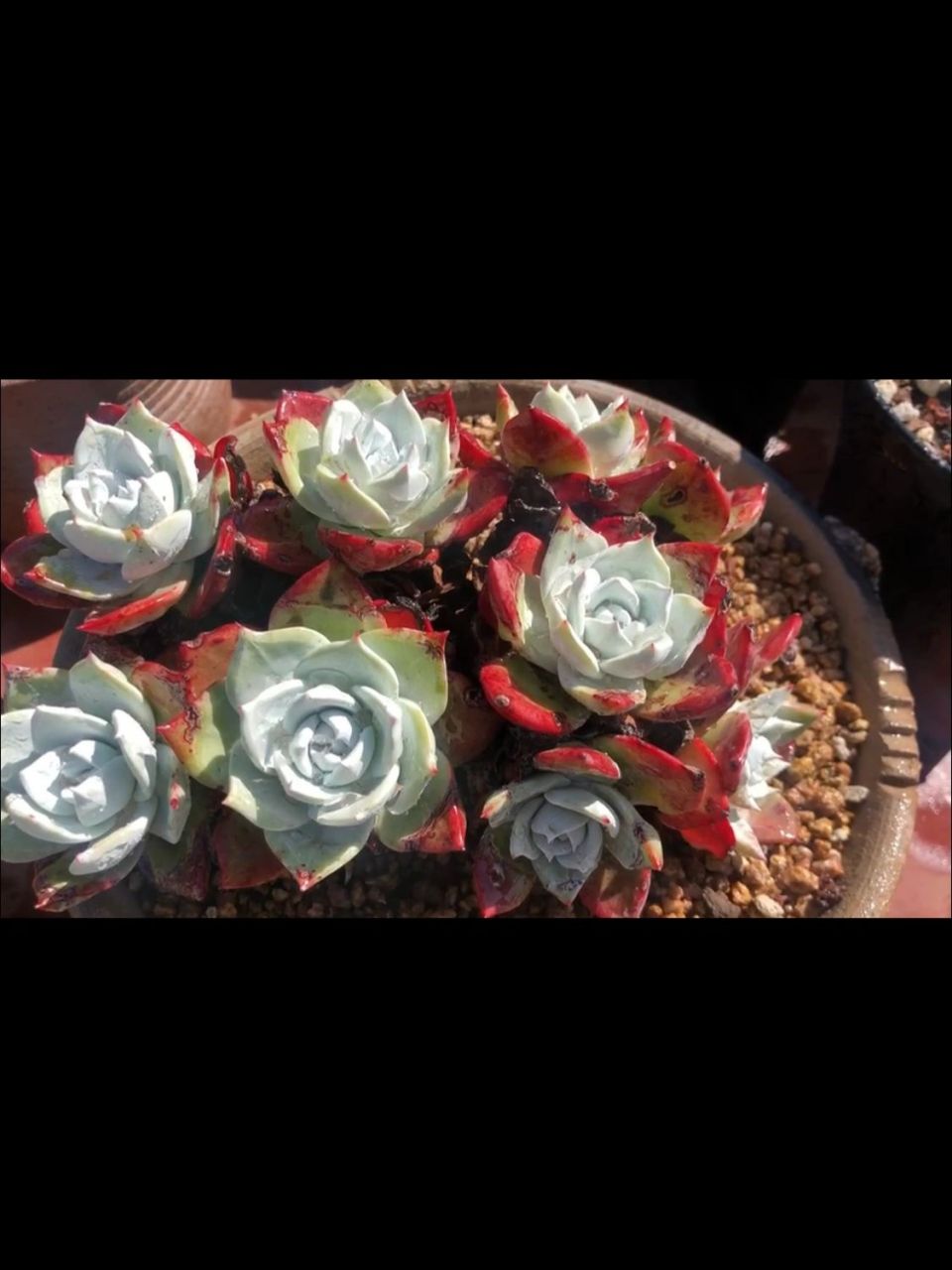 几个常见仙女杯的品种介绍 1,初霜/法瑞诺莎 dudleya farinose 景天科