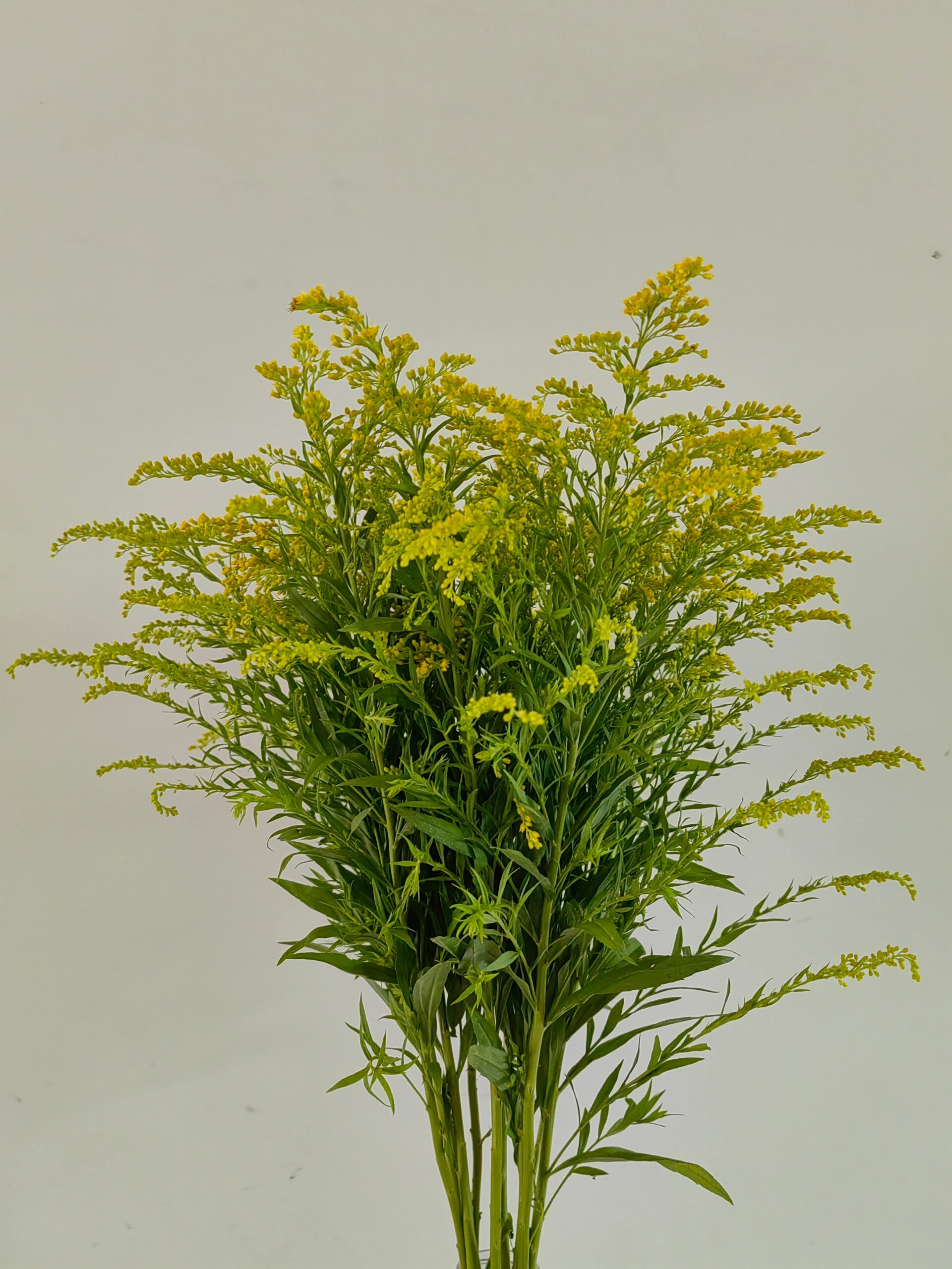 养花日常～～黄莺草