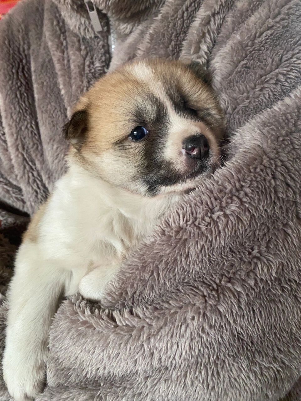 好可爱的小土狗🥰 是一只小花狗!!真的好可爱哦!才一个月大 路都走