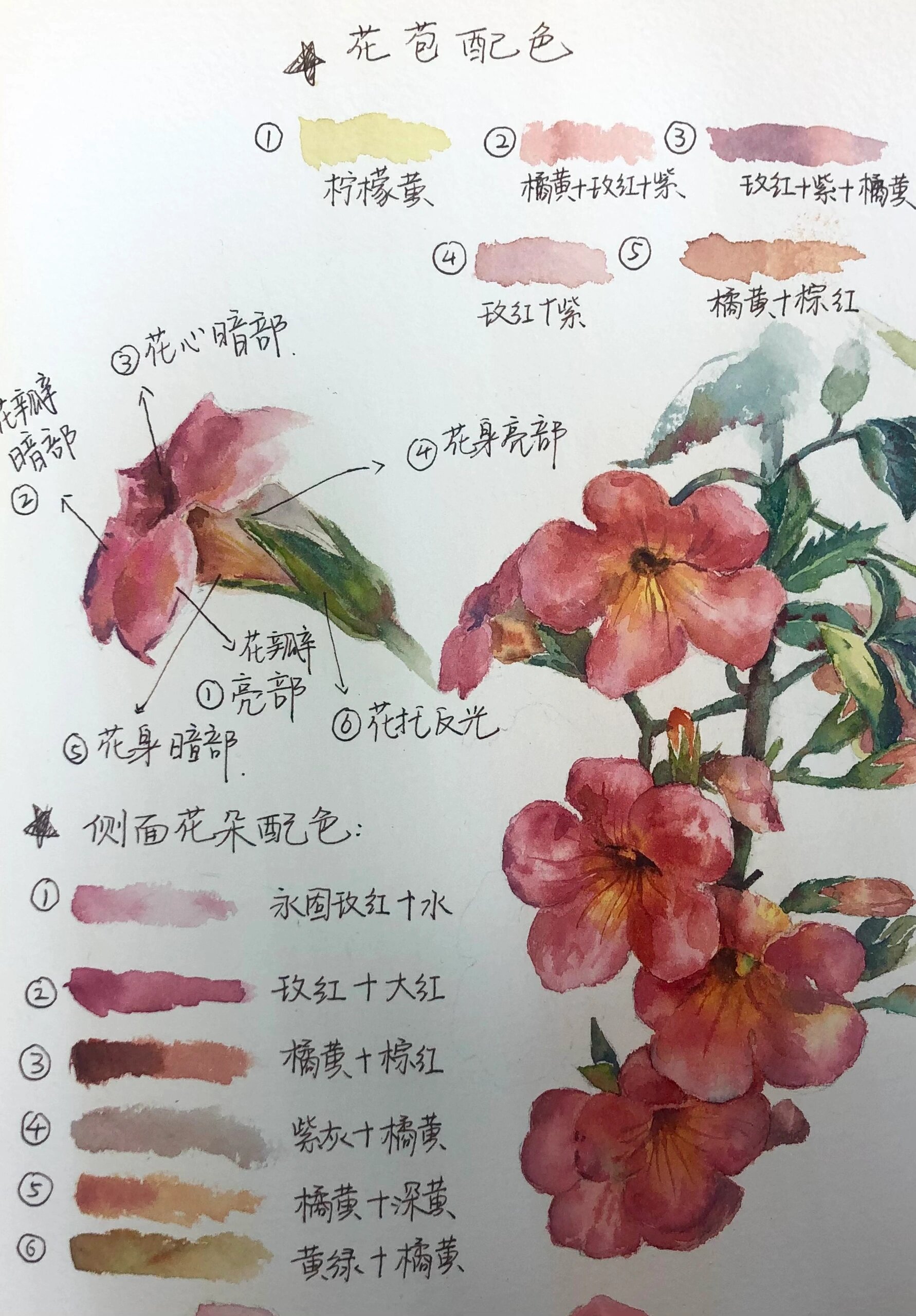 巨巨巨详细的水彩海棠花教程|新手友好