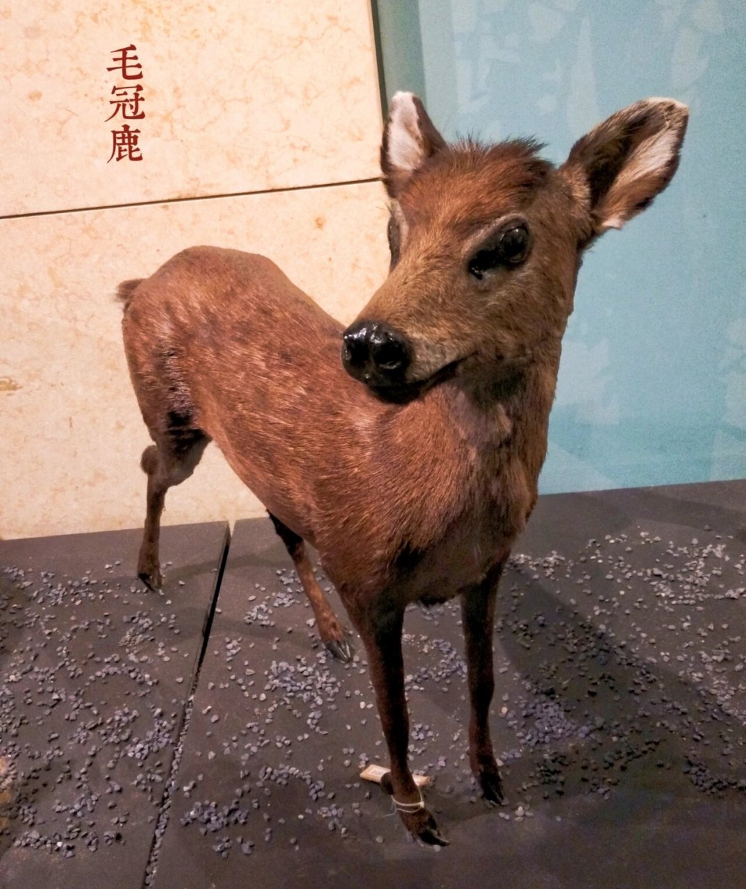 指鹿为马|我在国家动物博物馆看四不像 我是行走在光阴废墟的码字君