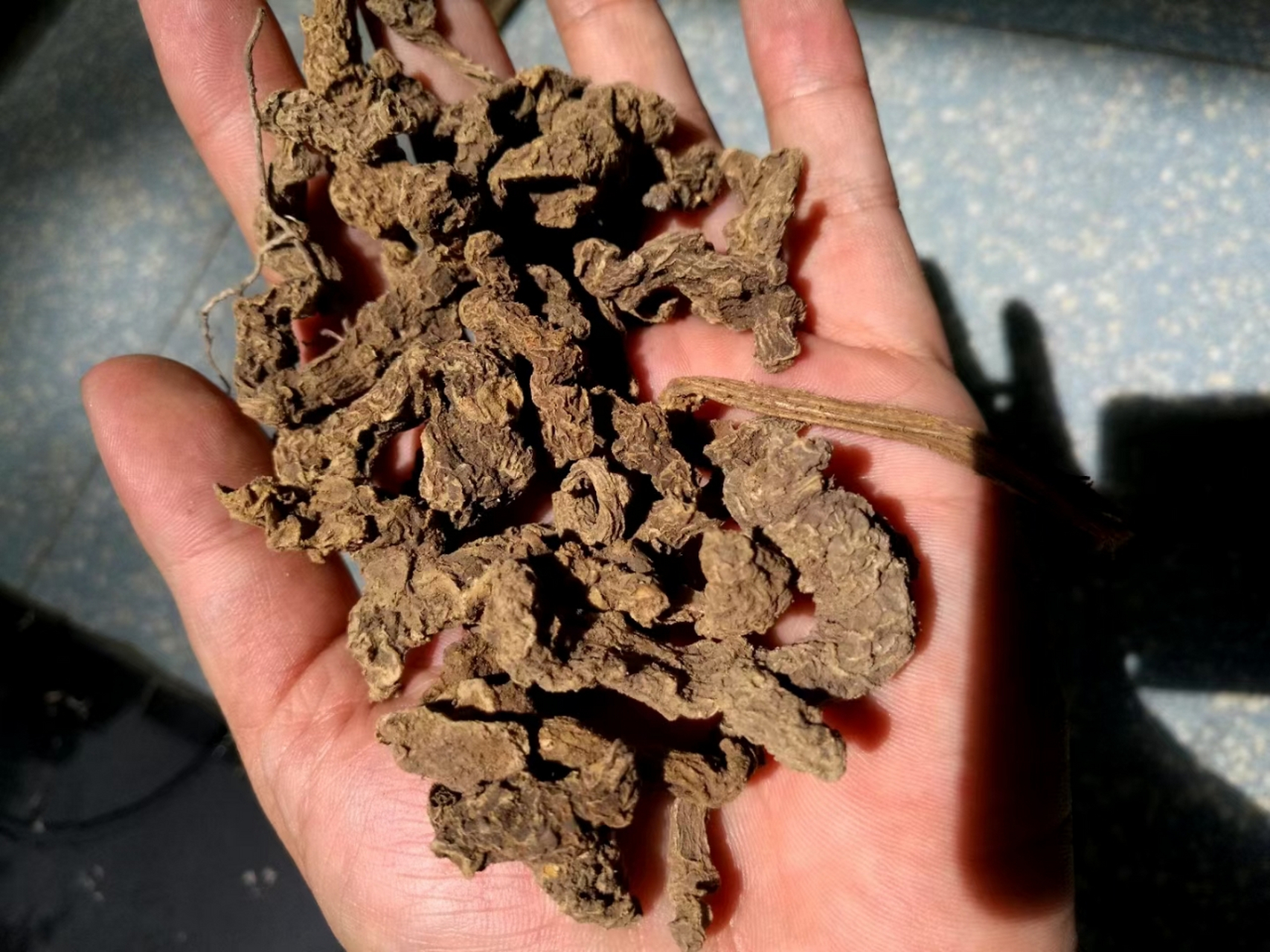 纯正云南野生三七 【功能主治】滋补强壮,散瘀止痛,止血祛痰.