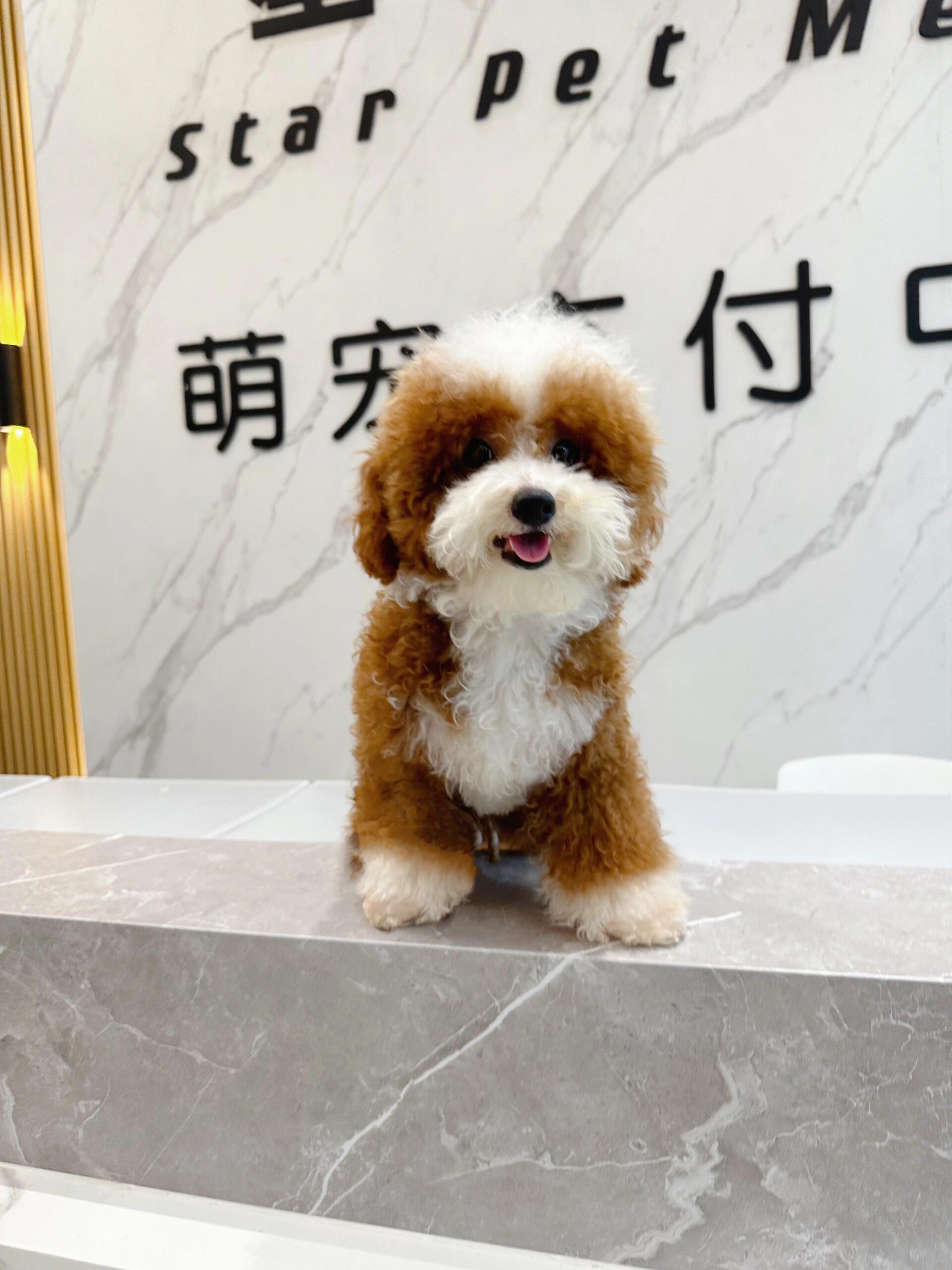 我家红白花色泰迪种公～ 红白花种公: 桃花诺 估计全网也没几只这样小