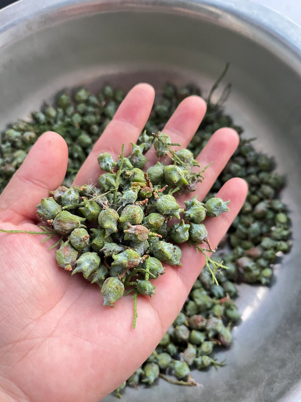 采摘柏籽做个枕头 我这没有生长艾草,摘点柏树籽做个小枕头.