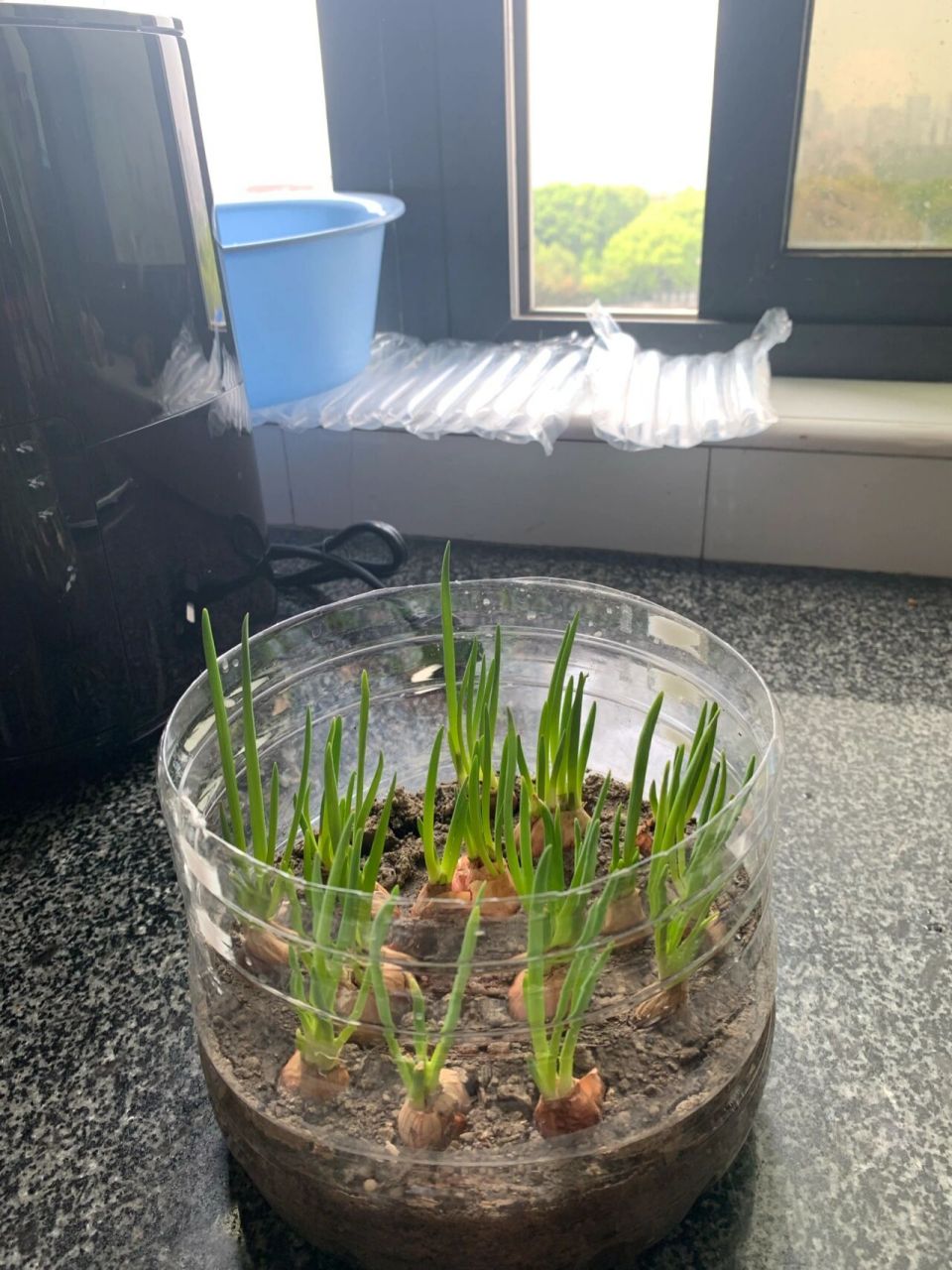 矿泉水瓶种葱!实现小葱自由!