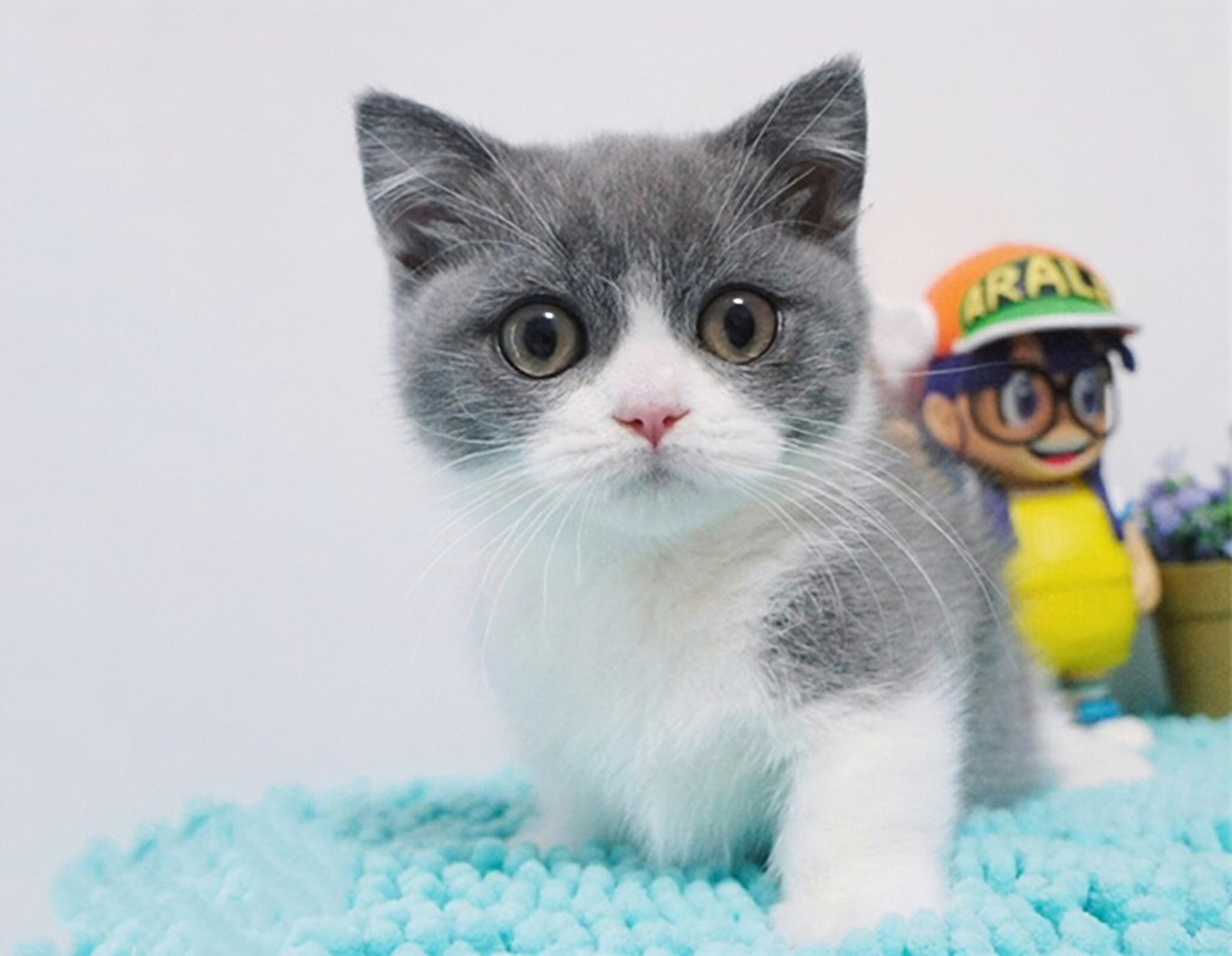 快速学会看蓝白猫品相 五粉正八通脖满背成了目前主要评判英短蓝白猫