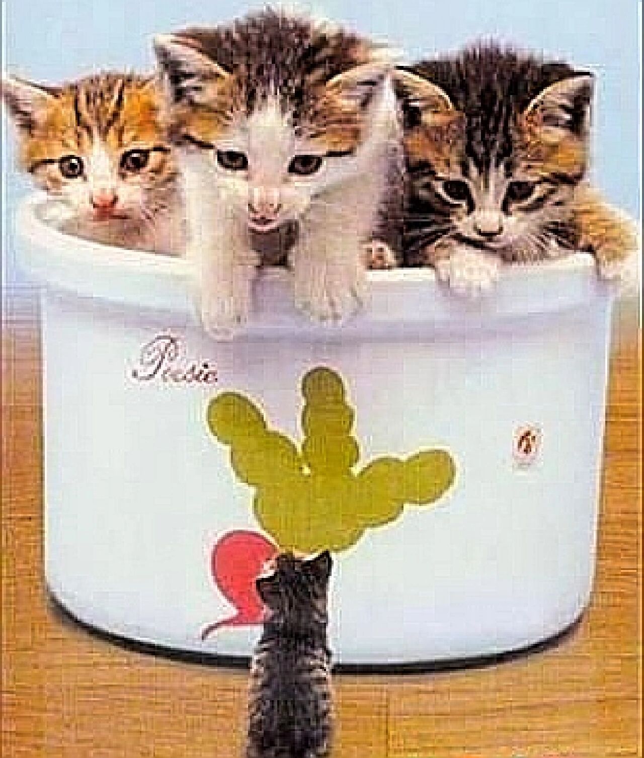 如果我能拥有一只皮堡斯的小猫就好了