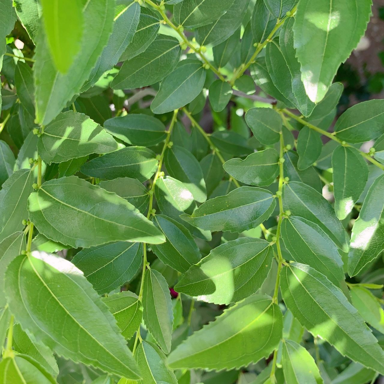 枣树几月份开花图片