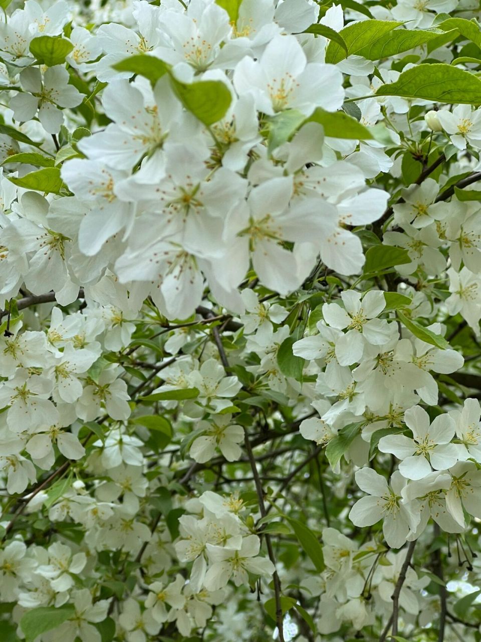 山荆子～山丁子的花与果 山荆子,又叫山丁子,树姿优雅娴美,花繁叶茂