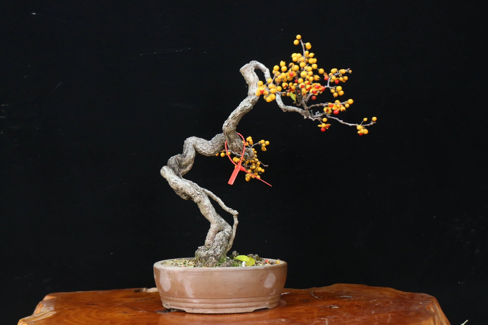 日本蔓梅凝盆景