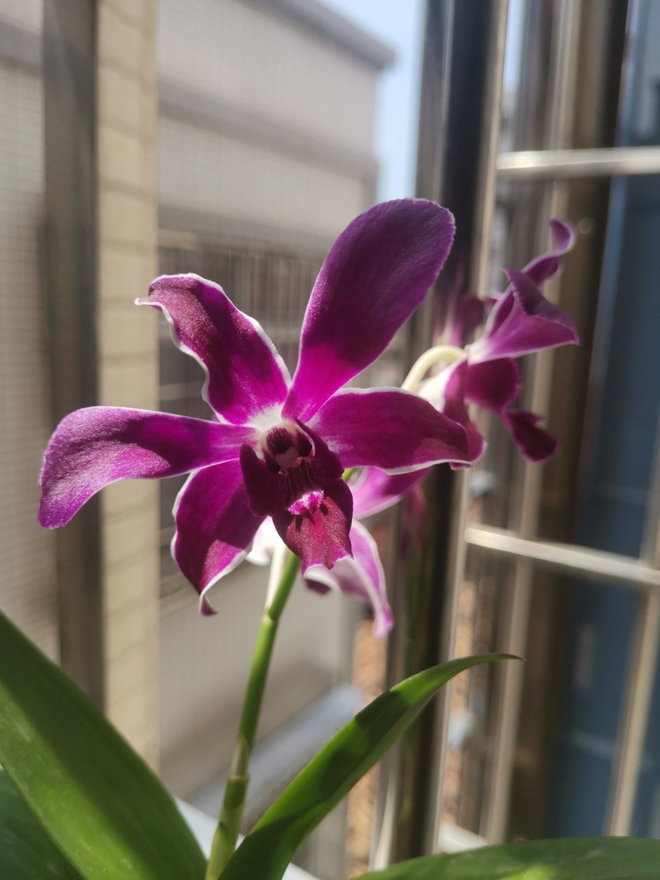 秋石斛红宝石 秋石斛真的一颗就够了