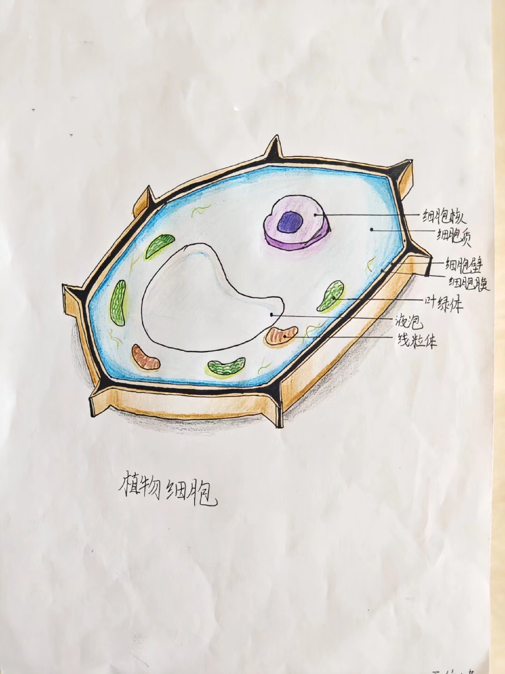 七年级上册生物《植物细胞与动物细胞》图—续