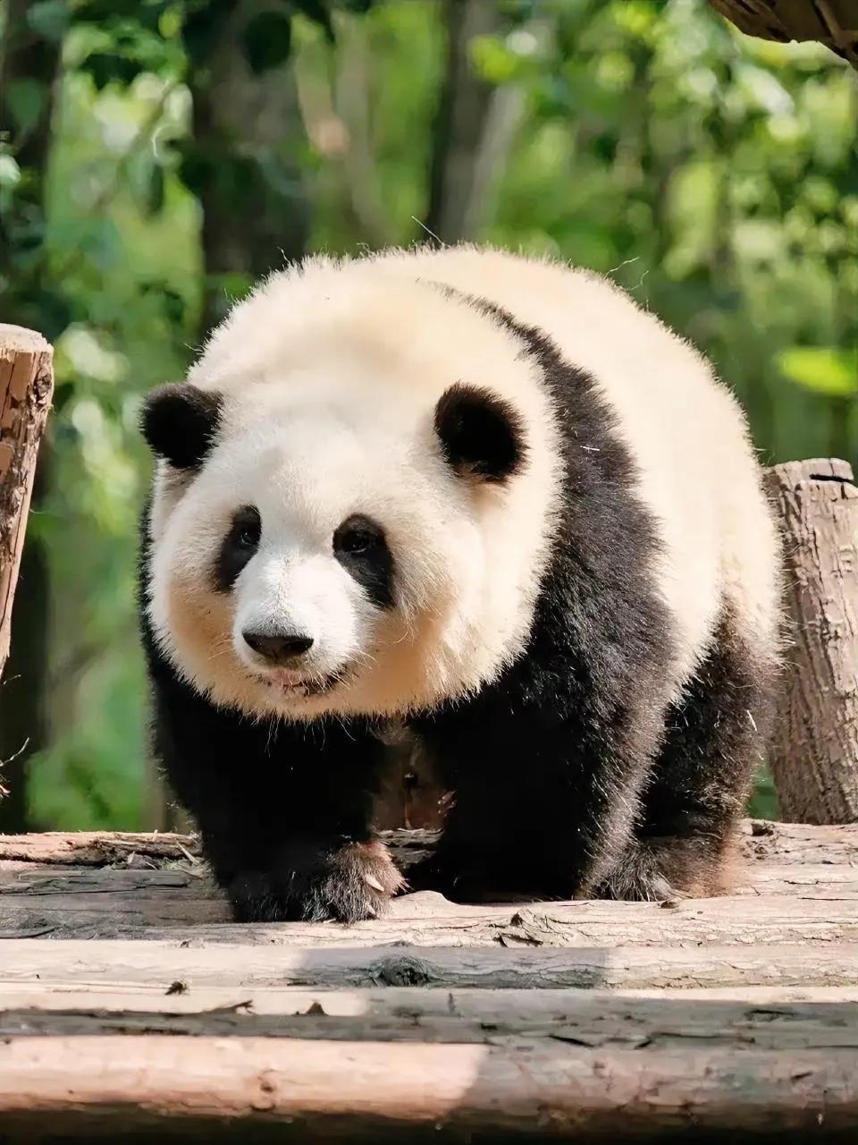 大熊猫花花最在意的是什么呢?是它的弟弟荷叶.