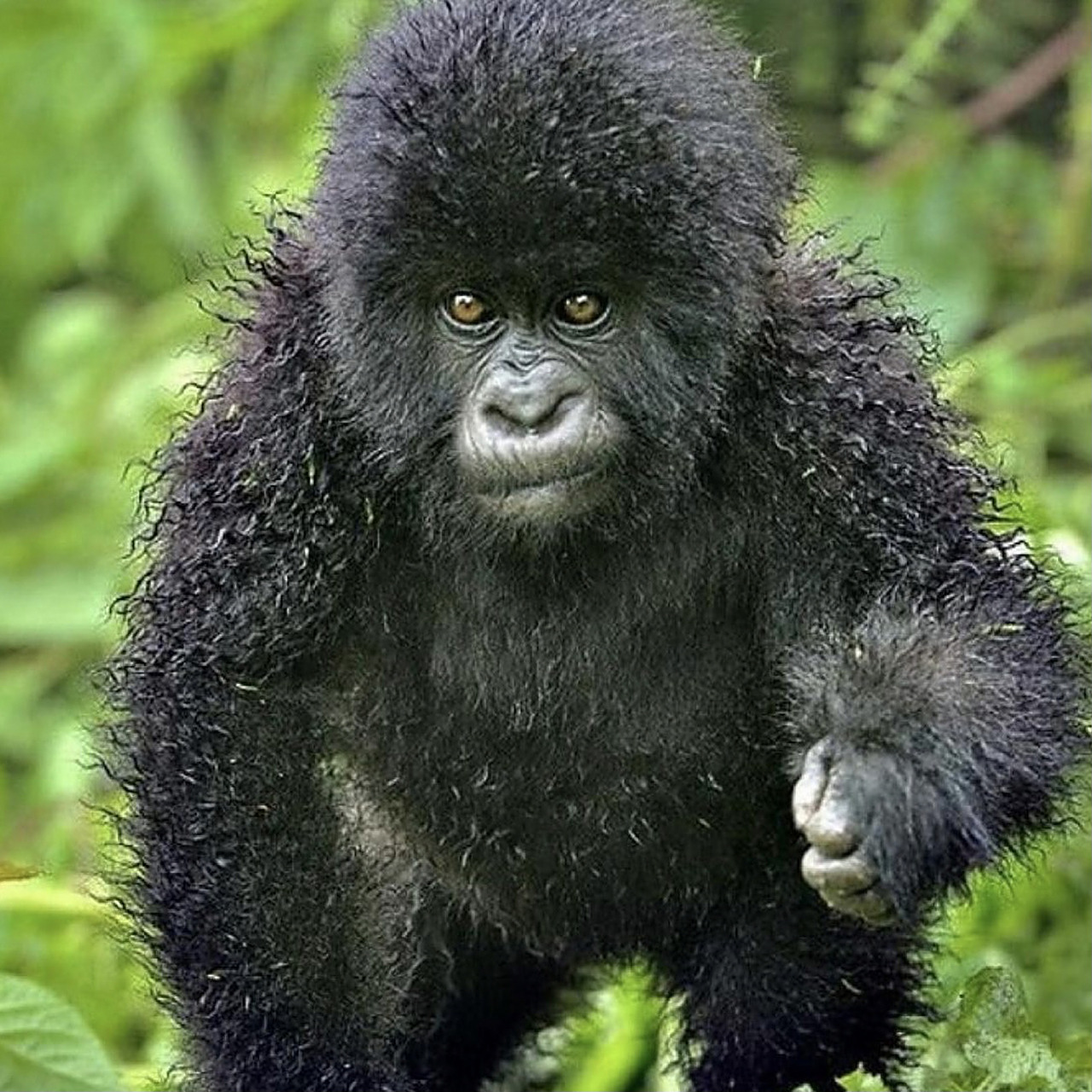 我很壮,可是我很温柔 大猩猩(gorilla)是地球上体格最大的灵长类动物.