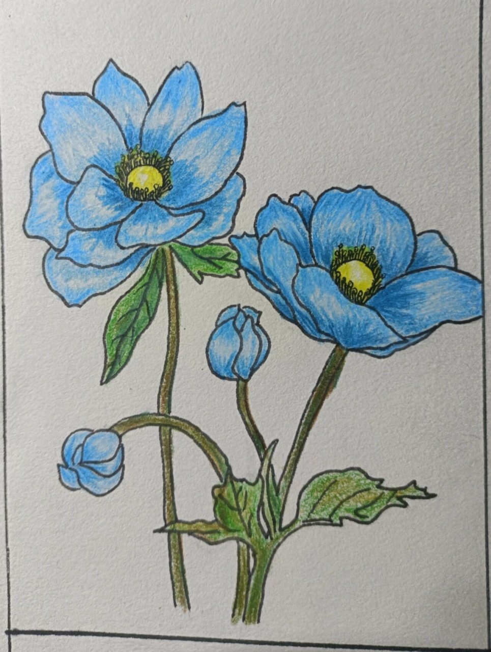 彩铅简笔画花卉
