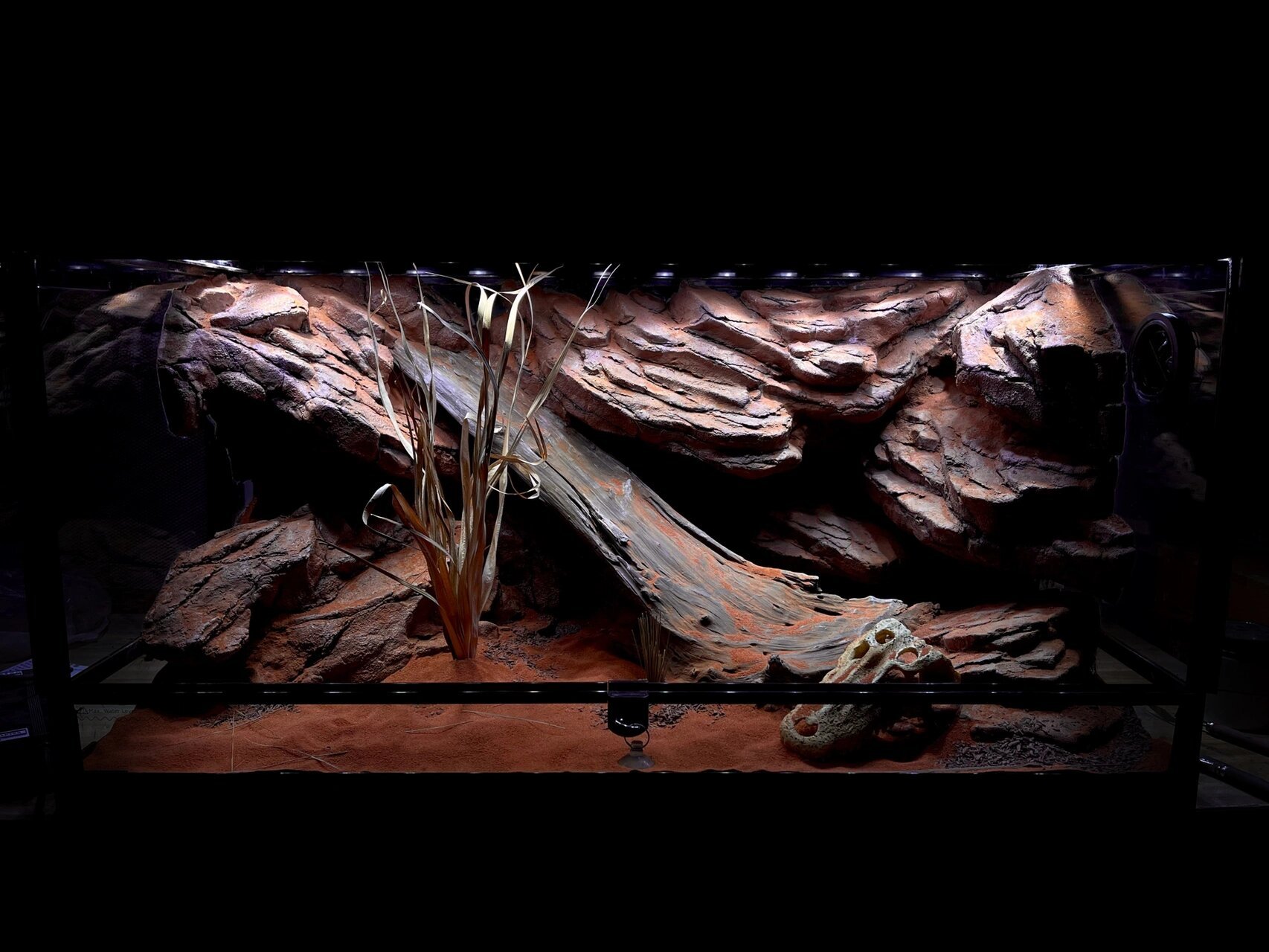 作为一个造景多面手,爬虫缸也必须走一个 这个是一个给鬃狮蜥做的一个