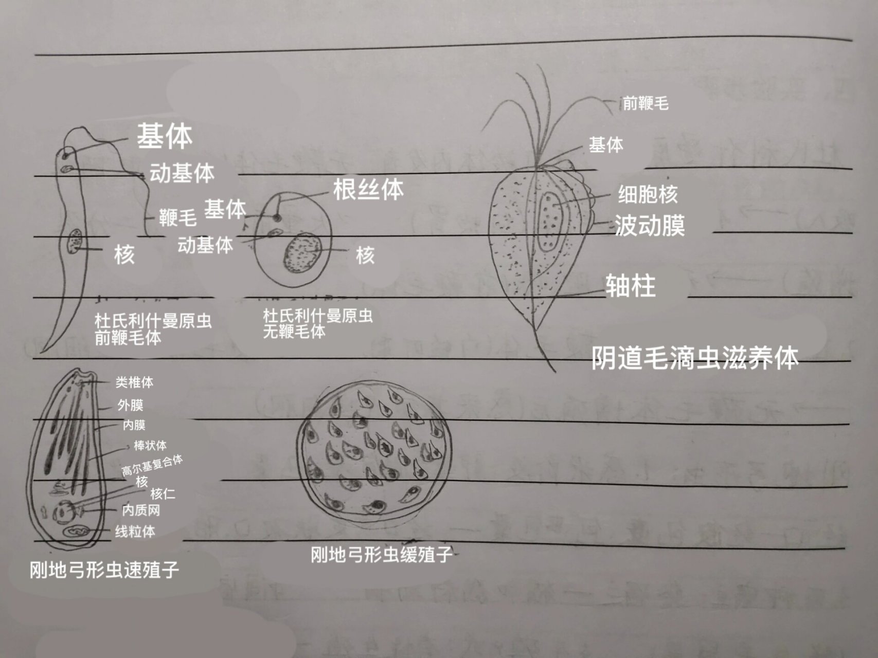 杜氏利什曼原虫利杜体图片