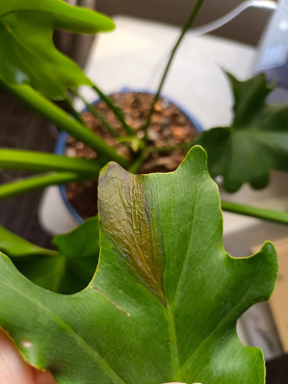 春羽叶片像化水焦边是怎么回事? 平时室内散光养护,大概一周浇一次水