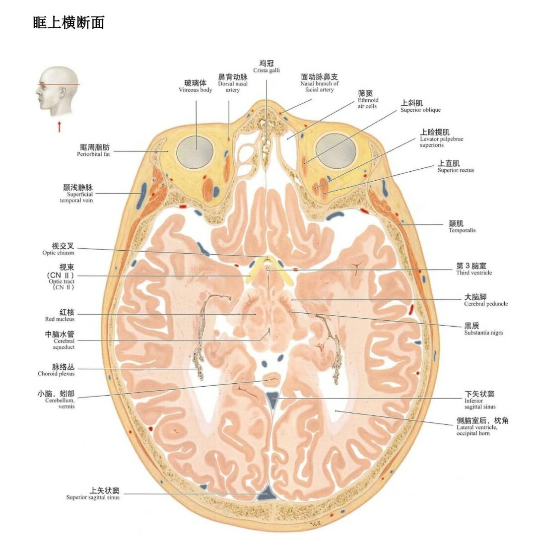 颈部横断面图片