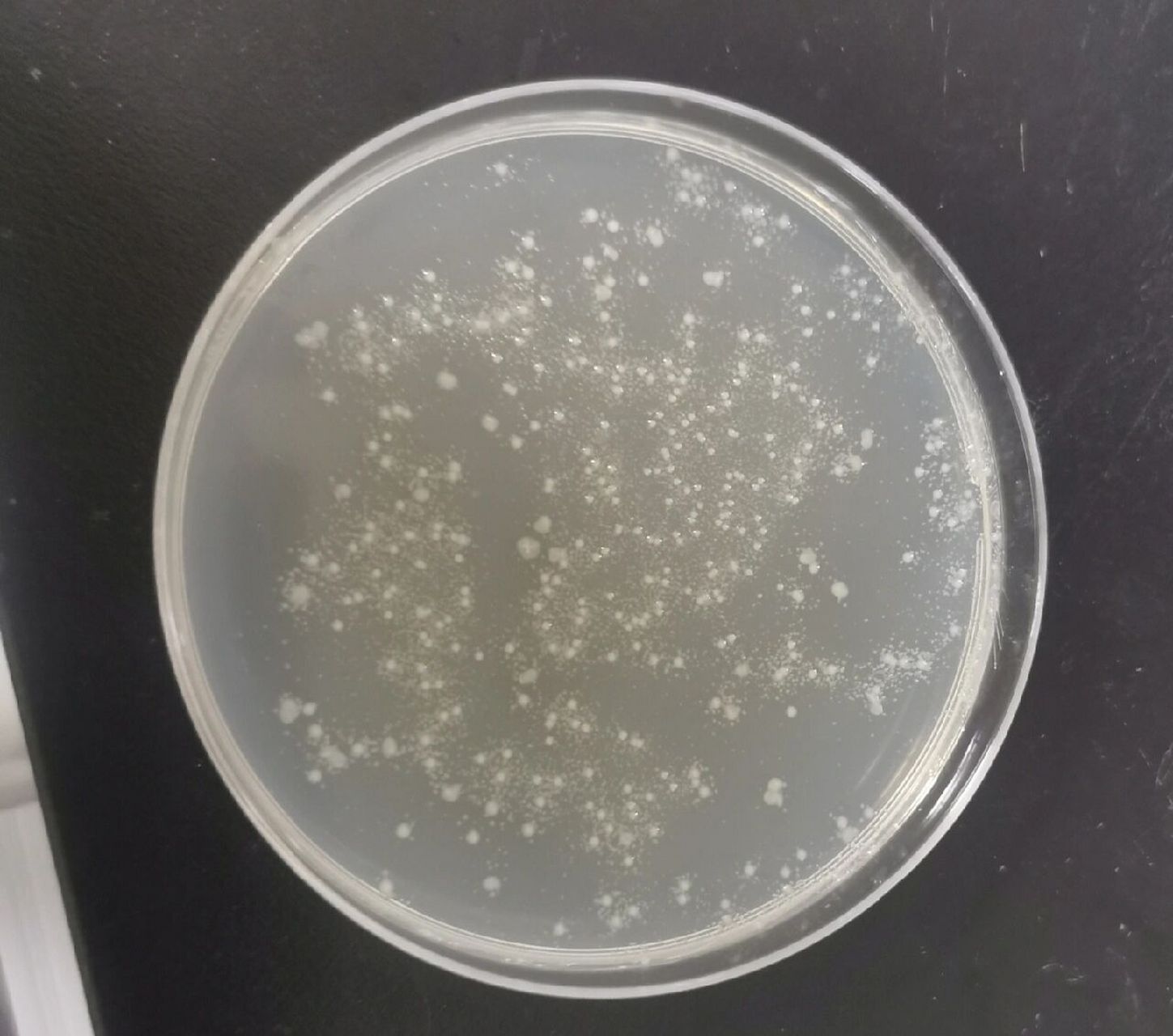 转化大肠杆菌—卫星菌落 一直没做出来的两个基因,于是我从冰箱里拿