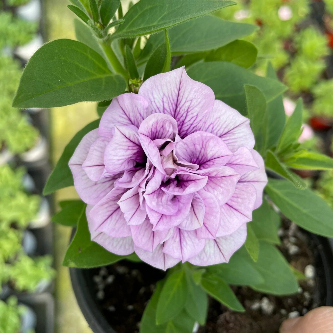 重瓣蓝色星空矮牵牛 很别致的颜色,今年无性系重瓣矮牵牛新花色也挺多
