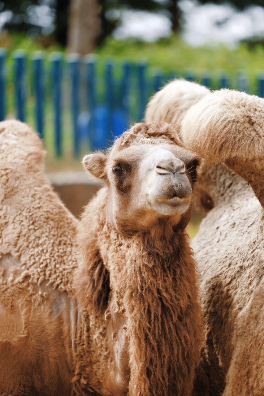 南通野生动物园|跟我来看骆驼 91:r627770-200