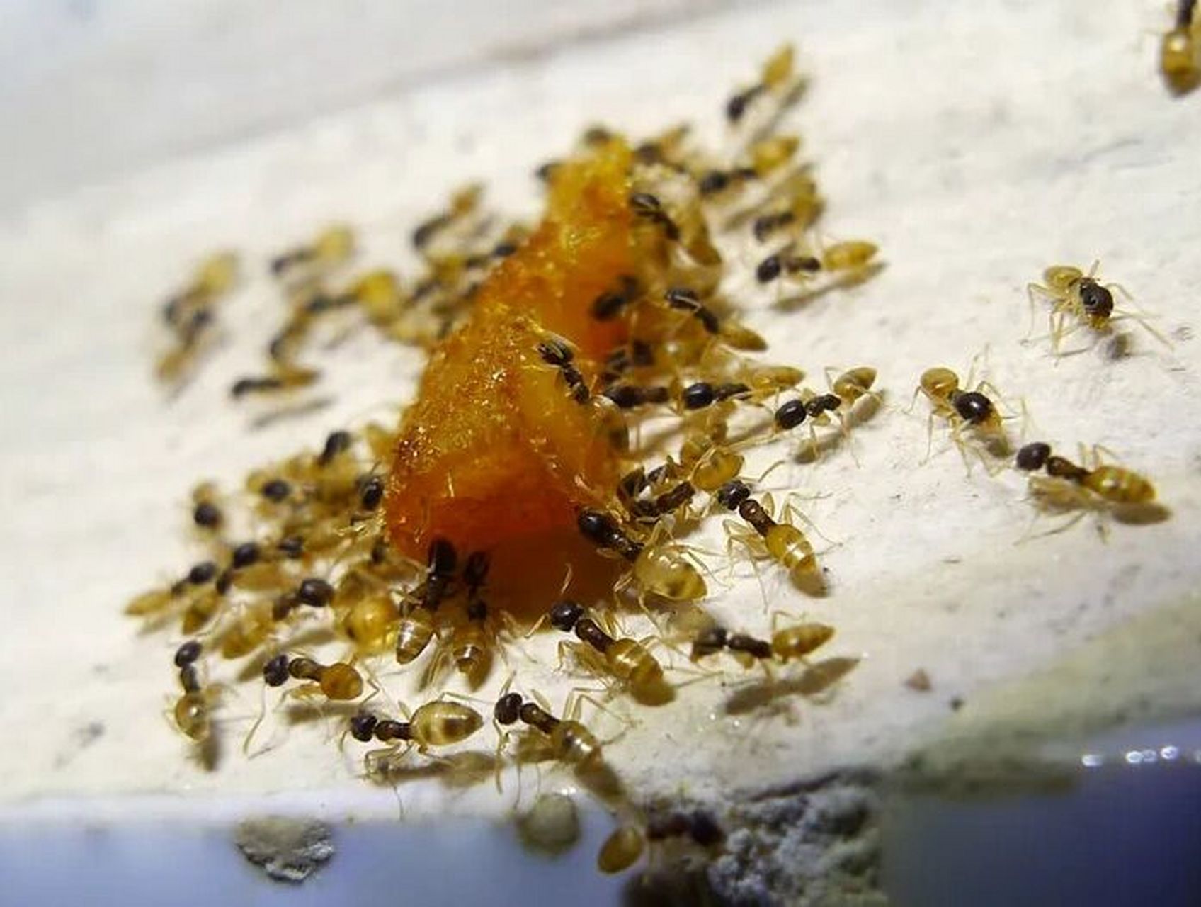 小黄家蚁怎么根除 小黄家蚁是家庭常见的一种蚂蚁,它们在家里出现会