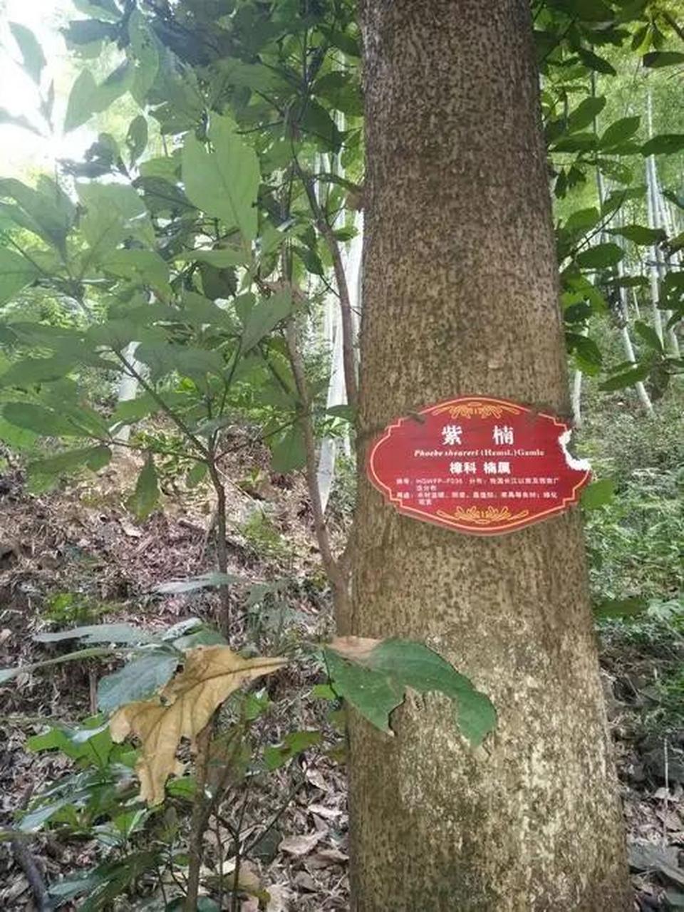 今天说说紫楠,紫楠是中国物产稀少的名贵树种之一,其木材是传统的稀有