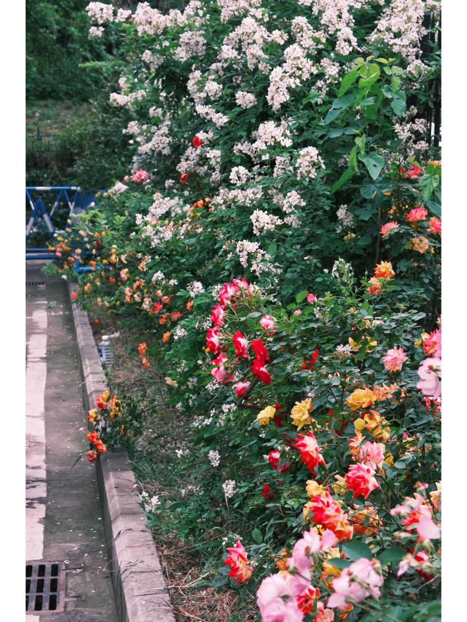 合肥版"莫奈花园",好像上帝打翻的调色盘7515 在合肥满307818的