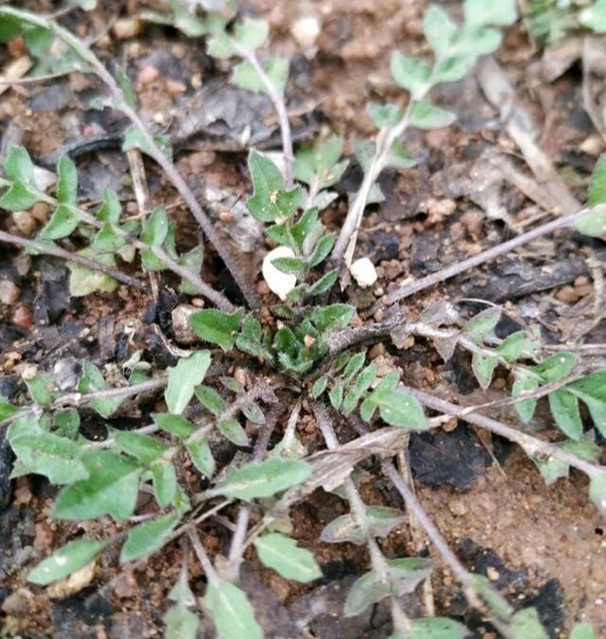 荠菜别名:护生草,地菜,地米菜,菱闸菜  时令:12月～阳春3月 存储时间