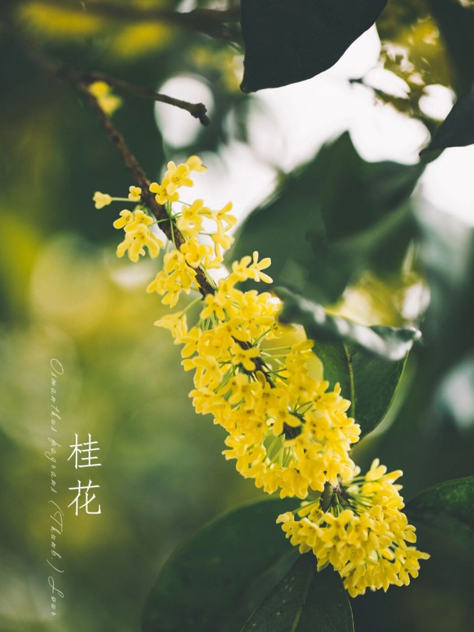 我所在城市里的常见植物# #桂花