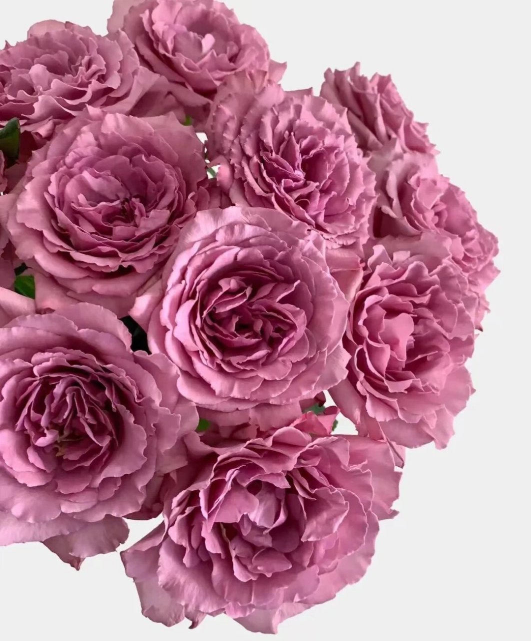 今日识花‖ 认识9款自带香味的玫瑰 粉佳人 自带水果香味的粉色少女感